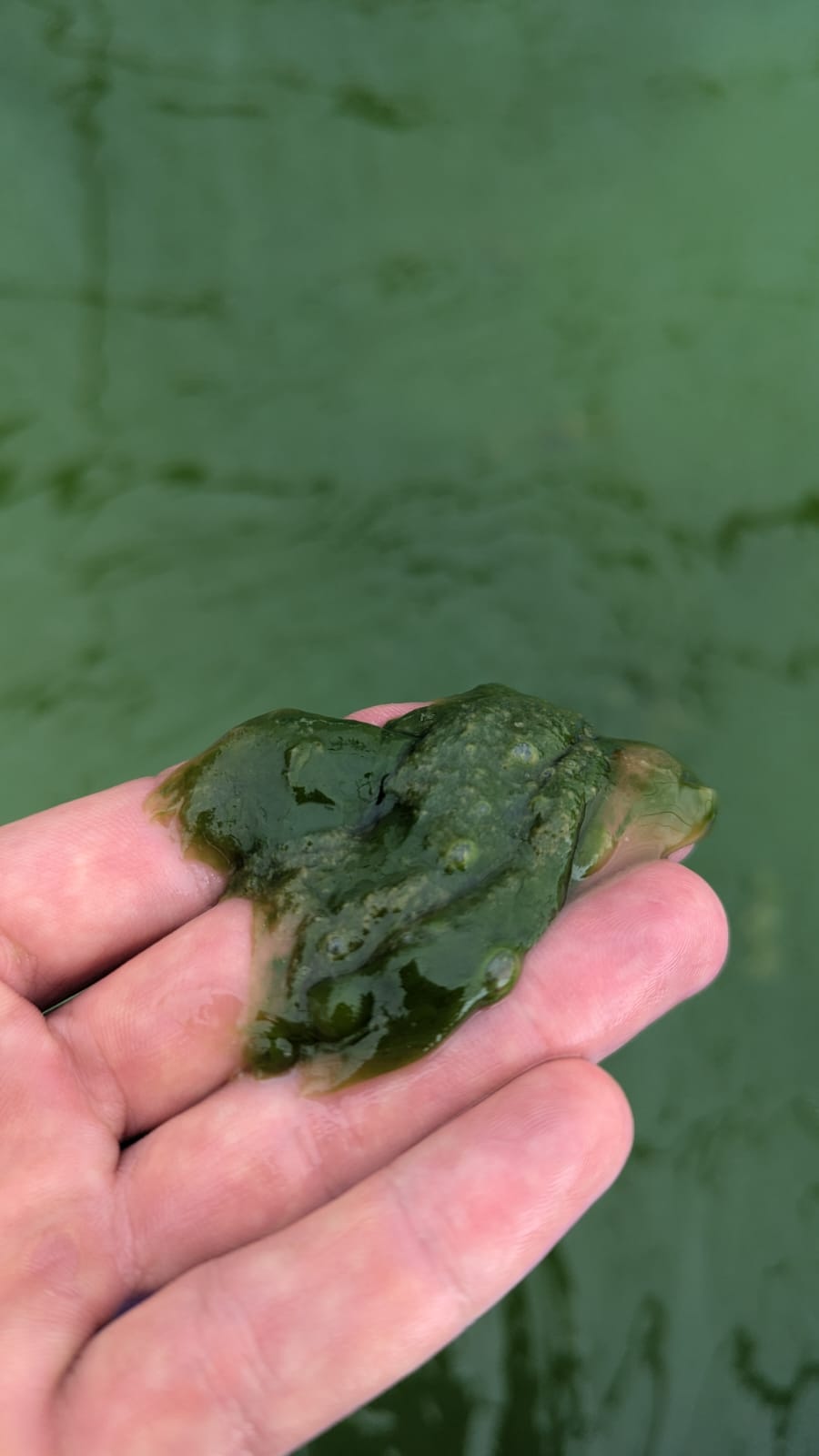 Amas verts gluants 1
