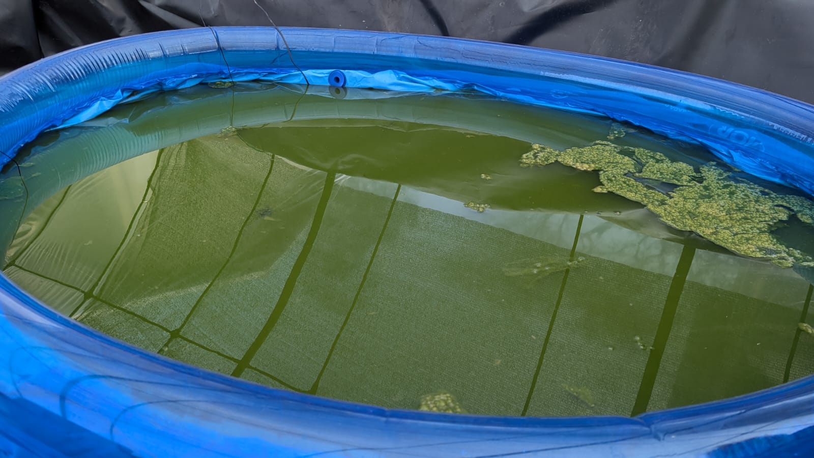 Amas verts gluants 2