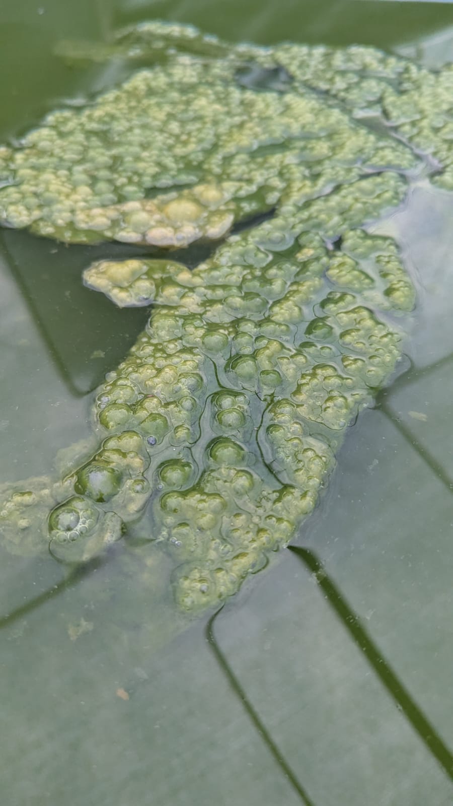 Amas verts gluants 3