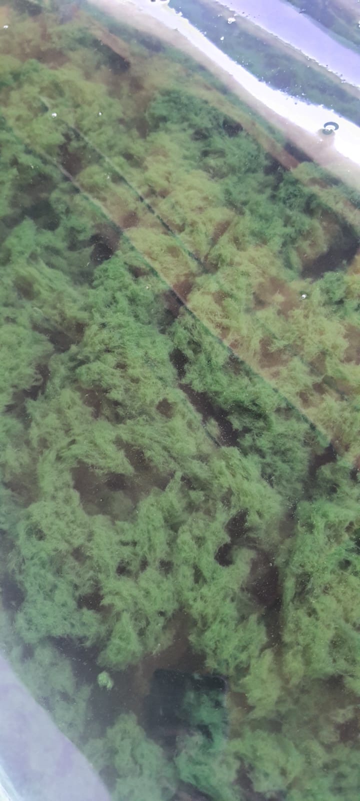 Spiruline flottante groupée juin 2025