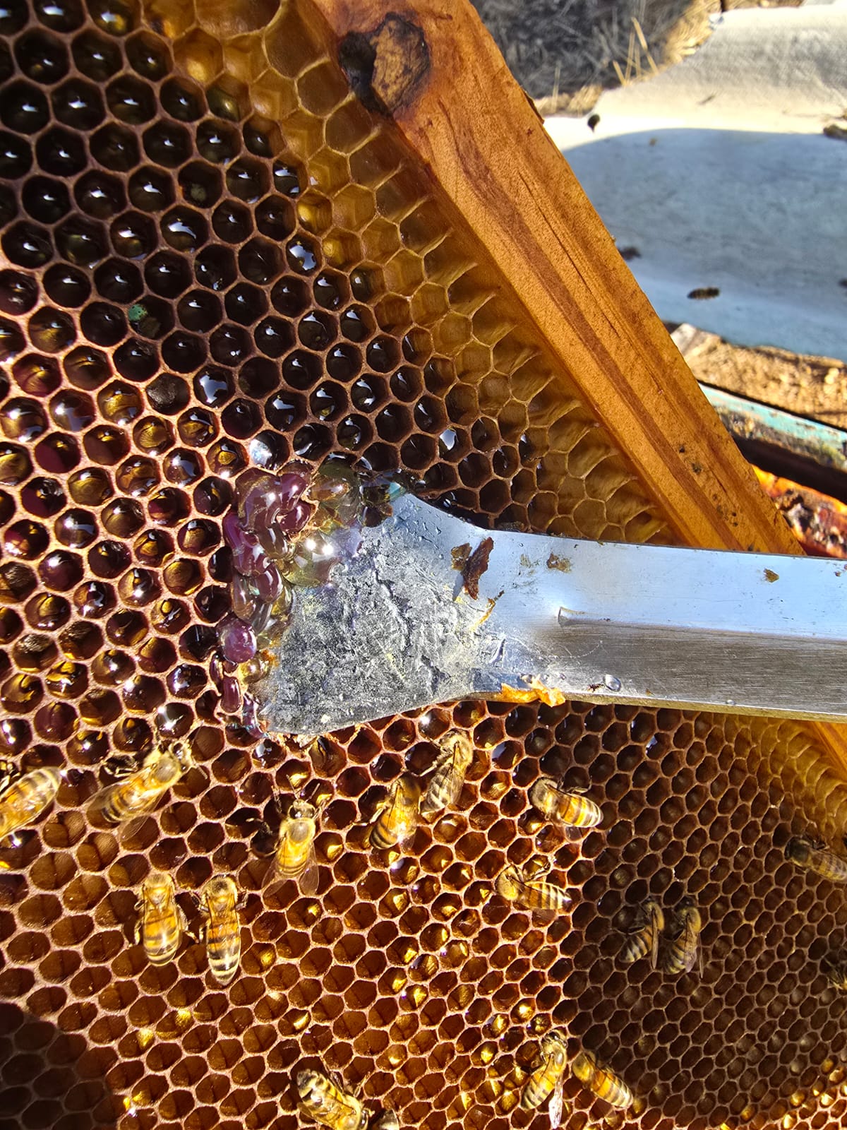 Abeilles et algues