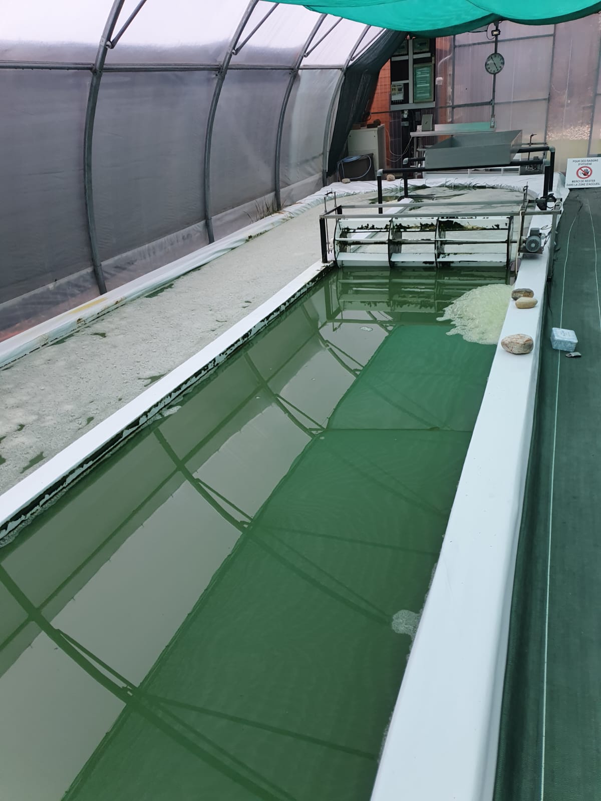Bassin vert kaki 2