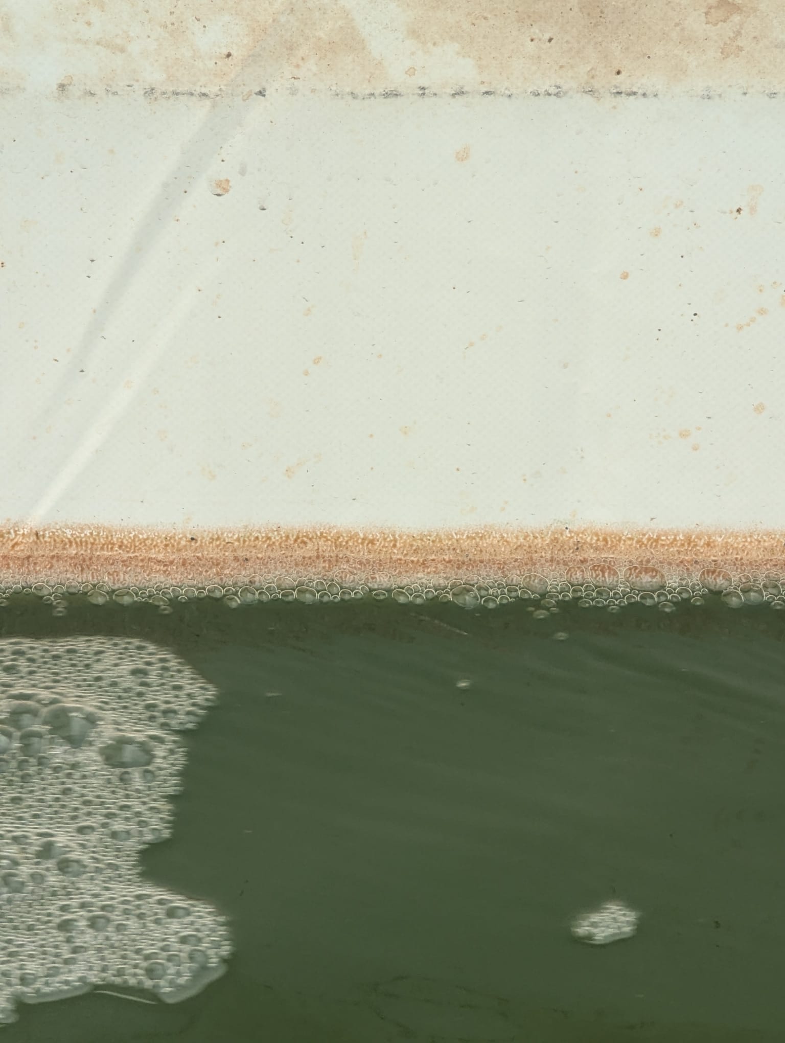 Mousse orange bassin 1